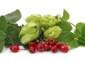 Can herbs really help our bones?