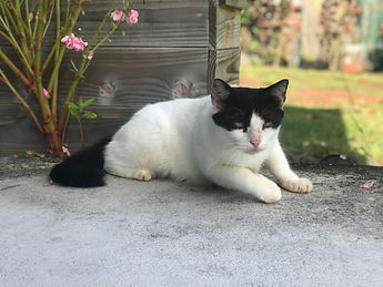 Oreo