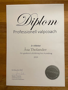 Professionell valpcoach.jpg