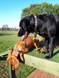 Playing on the Poochy Play stand