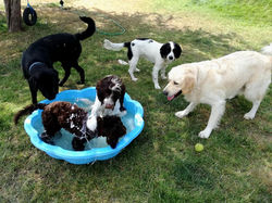 Pool party in the shade