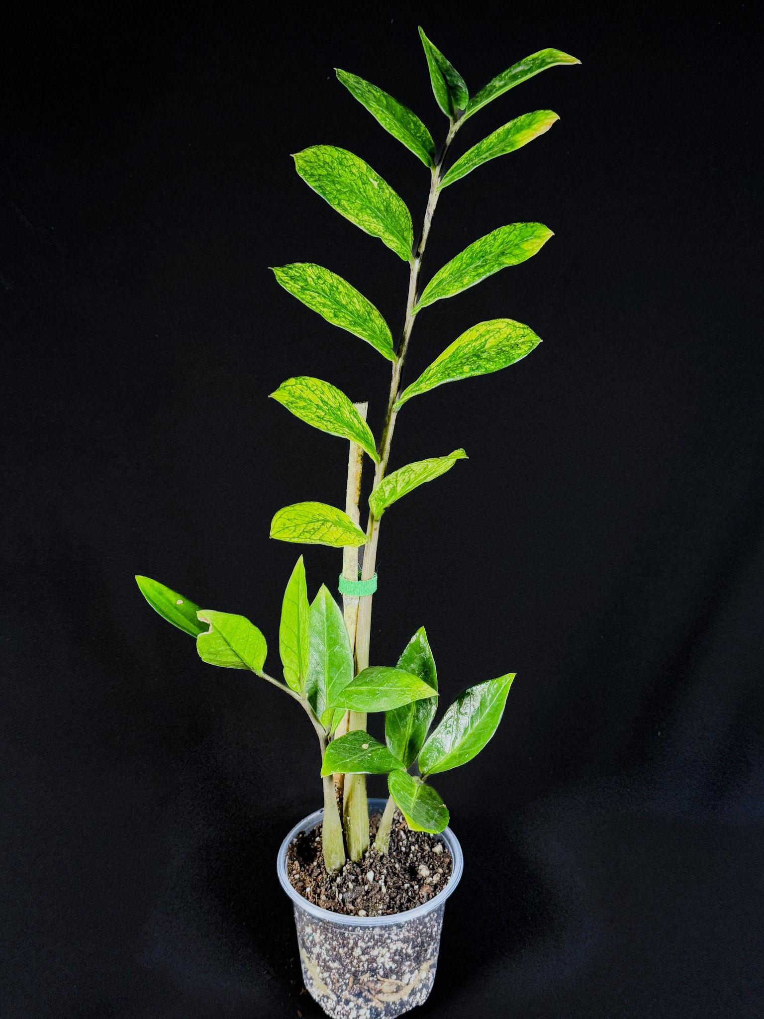 ZZ Chameleon (High Var) 16” H