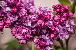 Lilac Close-Up