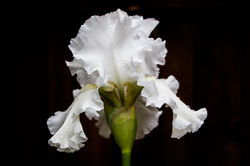 "White Iris"