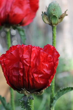 Red Poppy