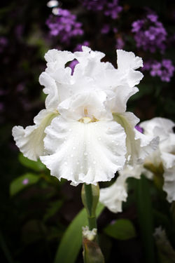 "White Iris II"