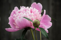 Hot Pink Peony II
