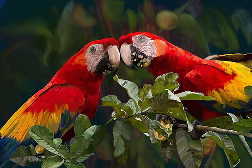 Macaws.jpg