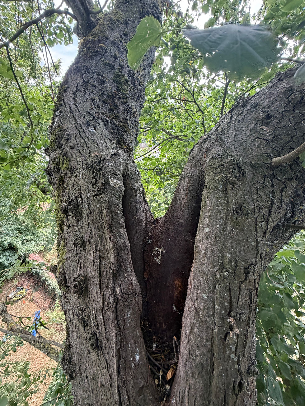 Tree report 4