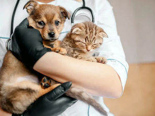 Luziânia lança programa de castração gratuita de cães e gatos