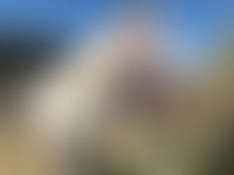 Governo de Goiás adota medidas que beneficiam os criadores de equídeos