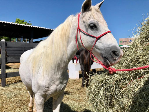 Governo de Goiás adota medidas que beneficiam os criadores de equídeos