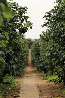 Coffey Plants Alley