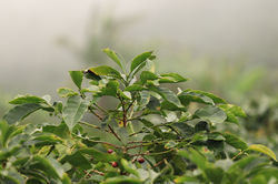 Coffey Plant in Haze