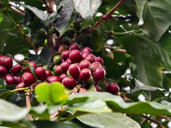 Straw of Coffey Beans