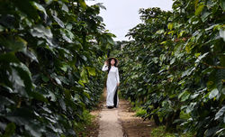 Phạm Thị Diễm_Alley