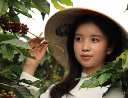 Phạm Thị Diễm Coffey Beans