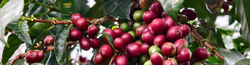 Ripe Coffey Beans