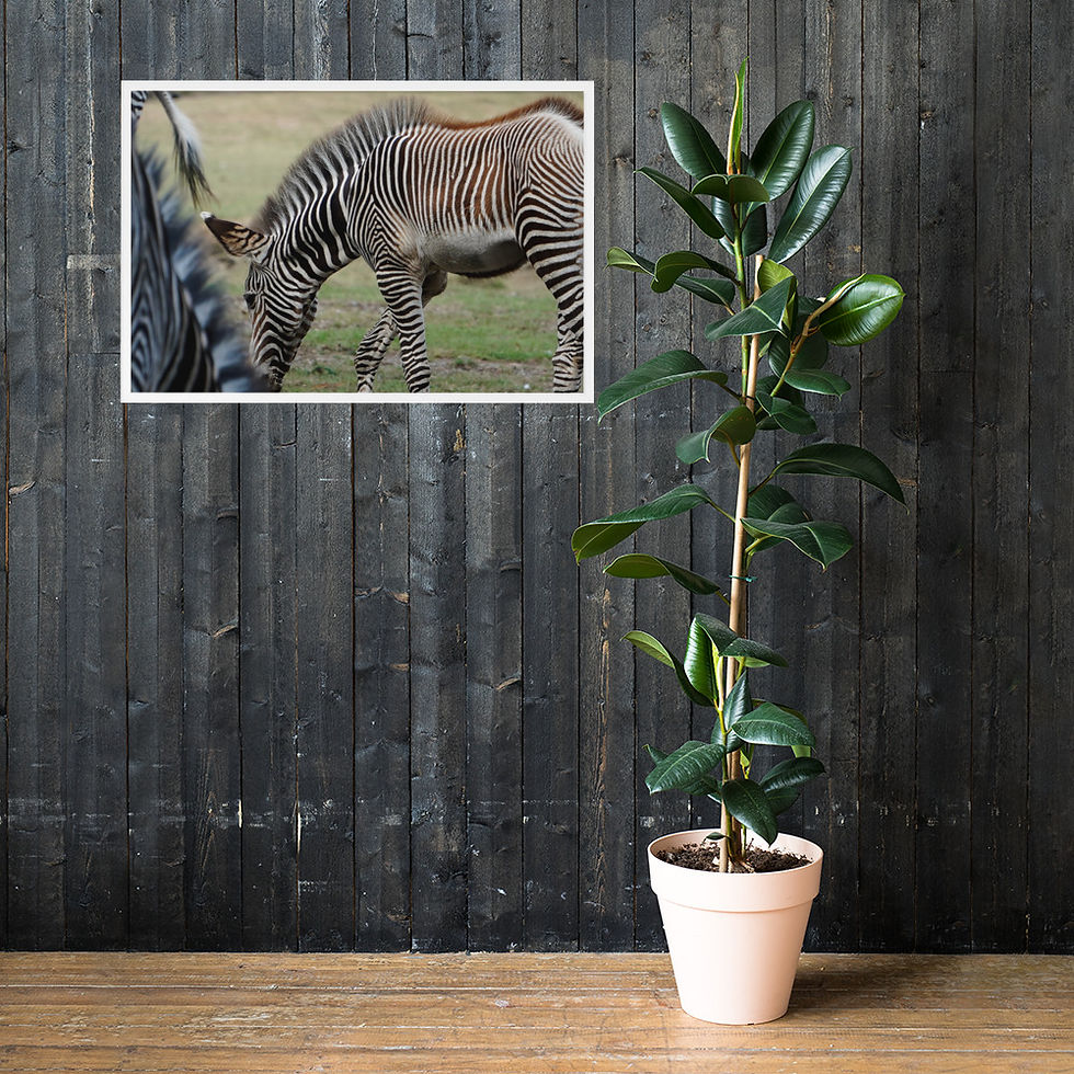 Thumbnail: Mother and Baby Zebra - Framed (Ultra High Resolution) - Matte