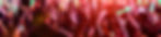 Chic and Elegant New Arrivals Website Homepage Banner_edited.jpg