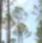 PineTrees