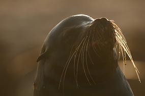 resize-image (2).png