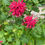 Thumbnail: Bee Balm Organically Farmed