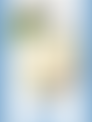 Genipa americana, the mystical blue Jagua from South America.