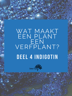 What makes a plant a dye plant? Part 4: Indigotin