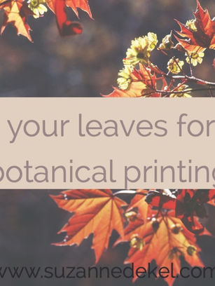 How to store your leaves for winter botanical prints.
