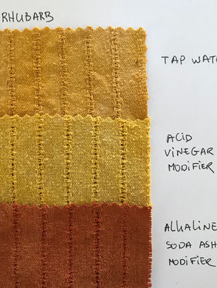 Dyeing with Rhubarb Roots