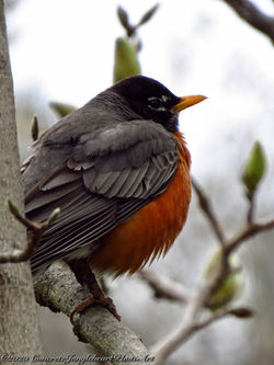 FatRobin