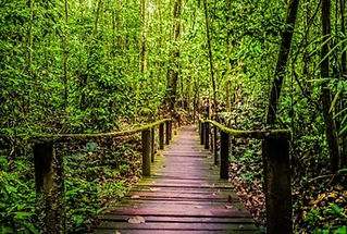 Sarawak-Kuching-Kubah-National-Park-500x