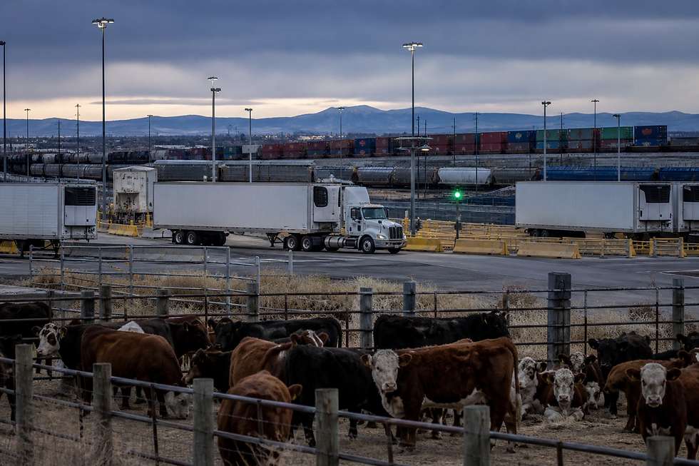 Beef supply and import illustration accompanying the August 2026 U.S. cattle and foreign-beef outlook.