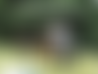 Whole of Market Advice