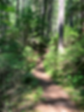 Forest Bathing Gift Card