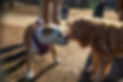 PUPS_PuppyMeet_MAR2023-5062.jpg