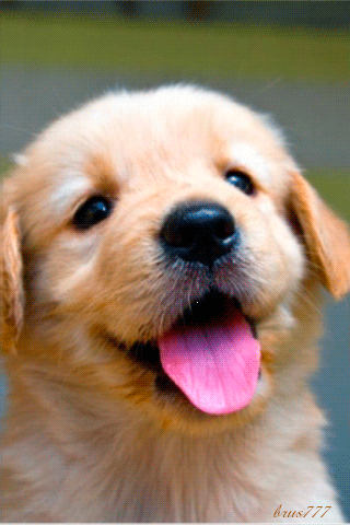 perrito-sacando-su-lengua.gif