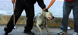 maltrato-animal.jpg