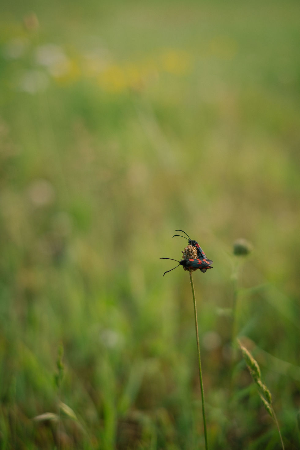 Fuji XT4, f1.4 35mm digital