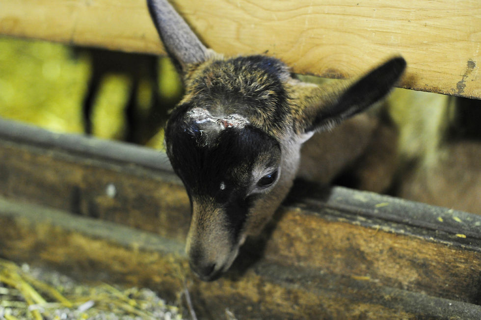 Chevreau