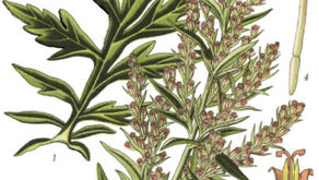 Artemisia Vulgaris