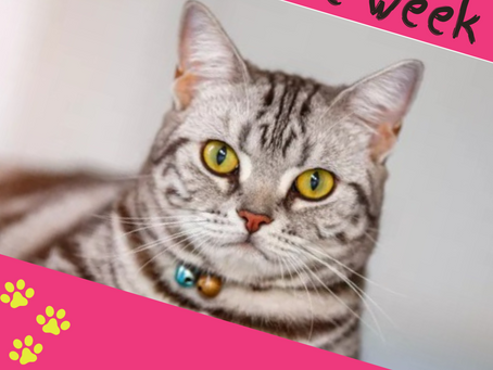 The American Shorthair