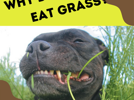 Why does my dog eat grass?