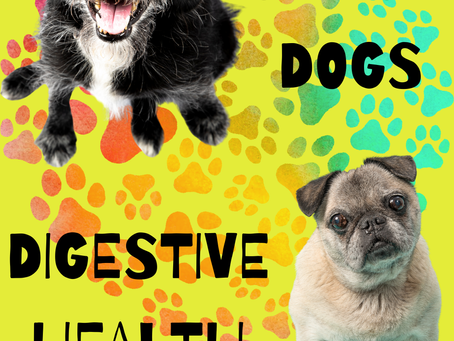 Senior Dogs digestive health.