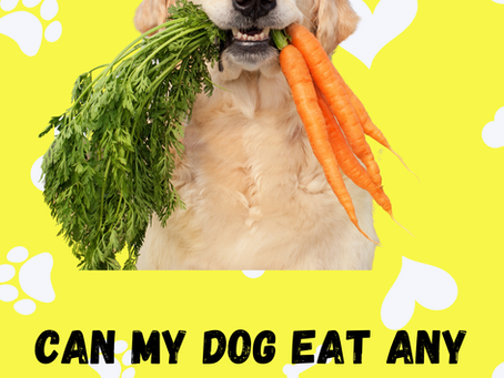 Can my dog eat any human foods