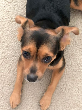 animal rescue lola.jpg