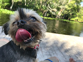 rescue chorkie.jpg