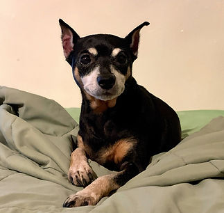 mia%2520rescue%2520pinscher_edited_edited.jpg