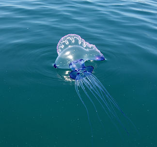 portuguese-man-o-war